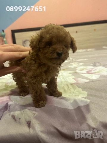 Той пуделче