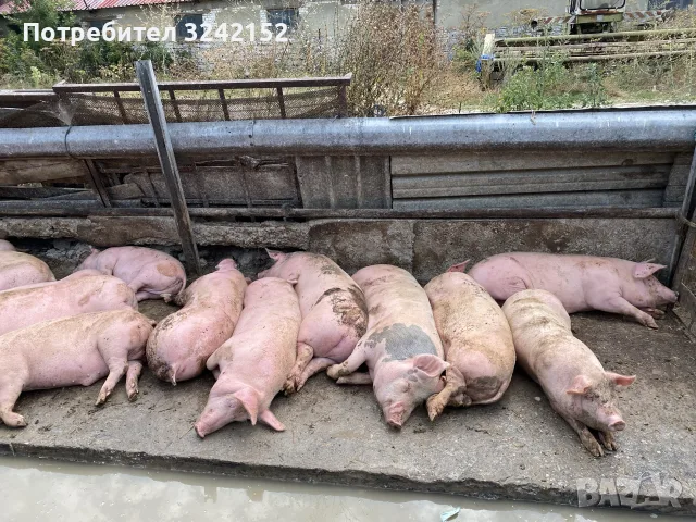 Продавам Прасета, снимка 4 - Прасета - 56509990