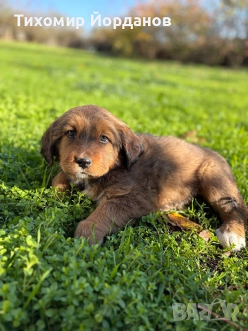 Българско овчарско куче , снимка 5 - Каракачанска овчарка - 52523805