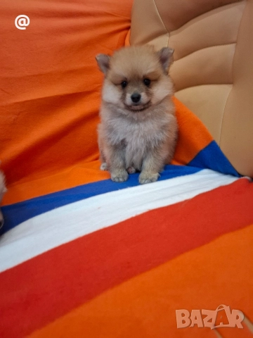 Померан померанчета Гр. София, снимка 9 - Померан - 52597069
