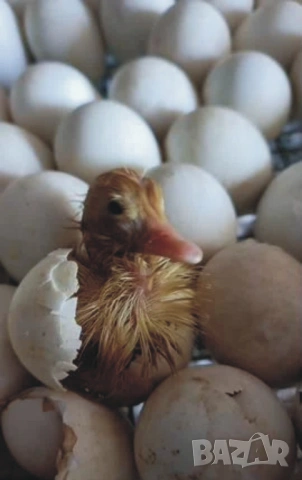 оплодени и проверени Яйца ПАТИЦА -Разплодни яйца за люпене от НЕМИ Патки порода Мускусна Турска, снимка 3 - Кокошки и пуйки - 54196551