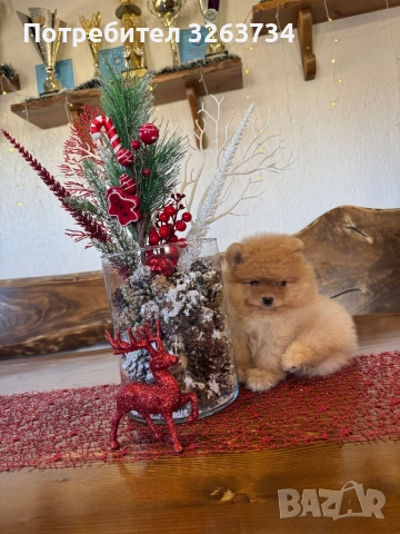 Пухкаво померанче, снимка 2 - Померан - 52611266