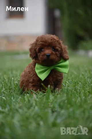 Той пудел Toy poodle, снимка 9 - Пудели - 55006000
