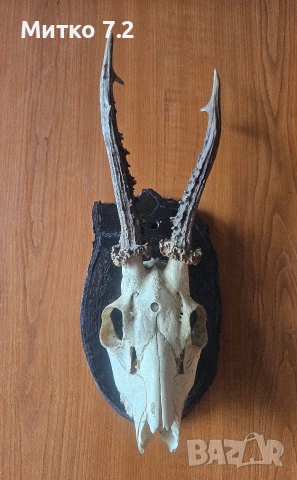 Трофей от сръндак