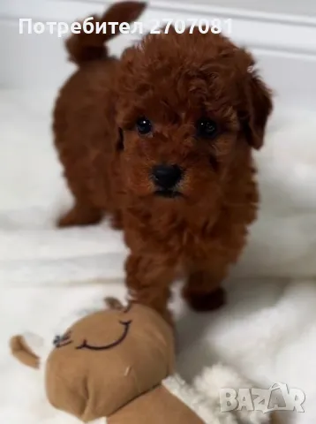 Той пудели, снимка 4 - Пудели - 48840560