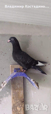 Пазарджишки високошетци, снимка 4 - Гълъби - 52429952
