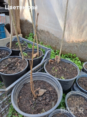 Три цвята люляк, ароматен, снимка 8 - Градински цветя и растения - 53144340