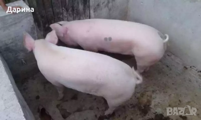 Домашно отгледани прасета