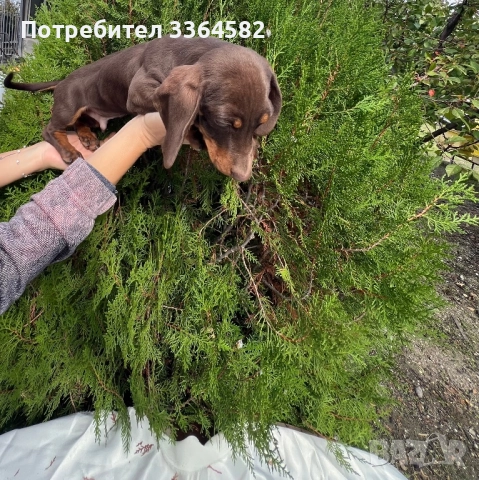  МИНИ Дакел, снимка 4 - Дакели - 51960946