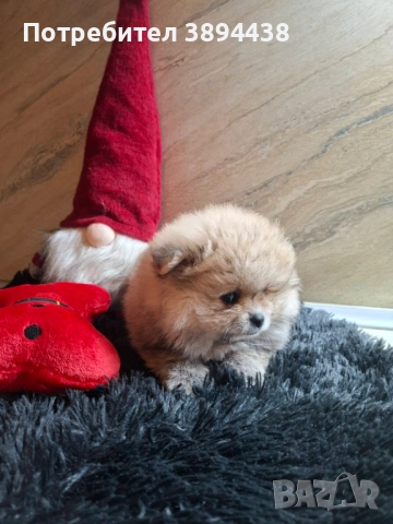 Померан женски, снимка 6 - Померан - 52693672