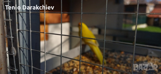 свобадни, снимка 4 - Папагали - 52853846