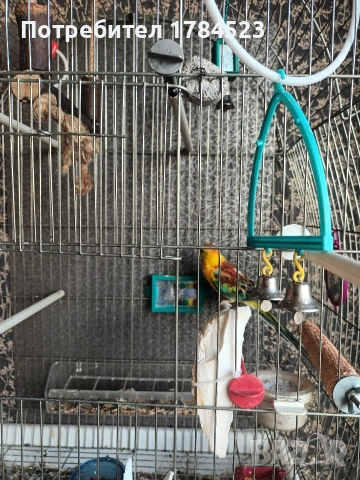 Мъжки поен папагал, снимка 9 - Папагали - 54084418