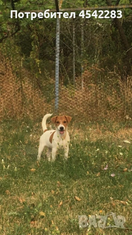 Джак Ръсел с Родословие, снимка 1