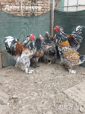 Разплодни яйца , снимка 14 - други­ - 49704952