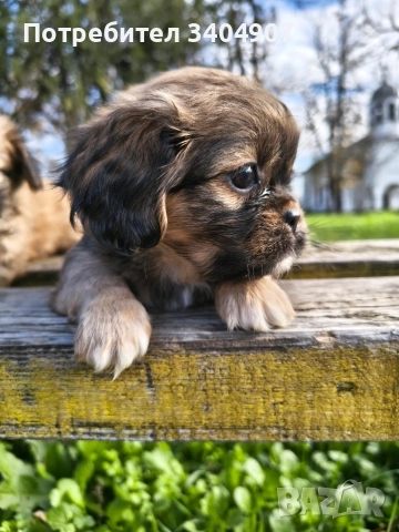 бебета Пекинез , снимка 3 - Пекинез - 52708687