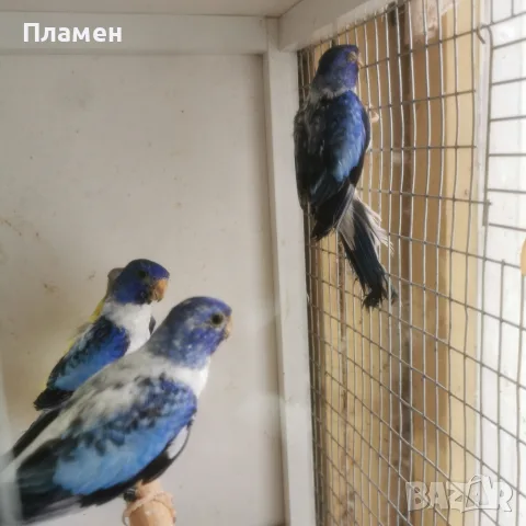 Неофема Сплендида, снимка 4 - Папагали - 56272778