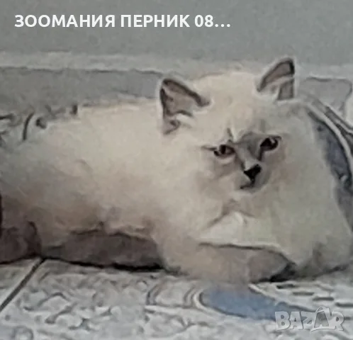 котета Регдол на 2месеца