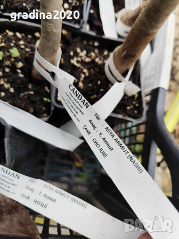 Азиатска круша Наши (Pyrus pyrifolia), снимка 3 - Разсади - 52066739