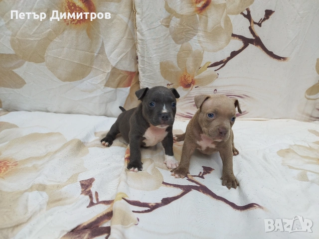 американско були покет , снимка 8 - Други - 54234473