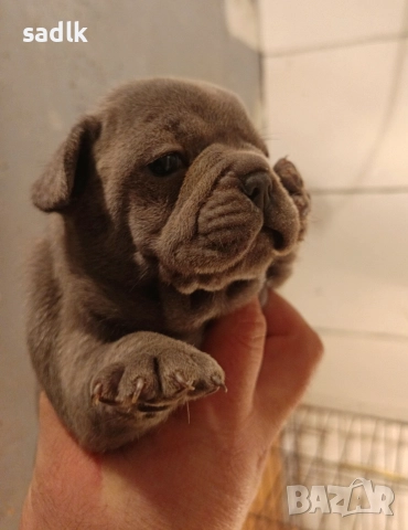 Елитни френски булдочета, снимка 3 - Френски булдог - 52903442