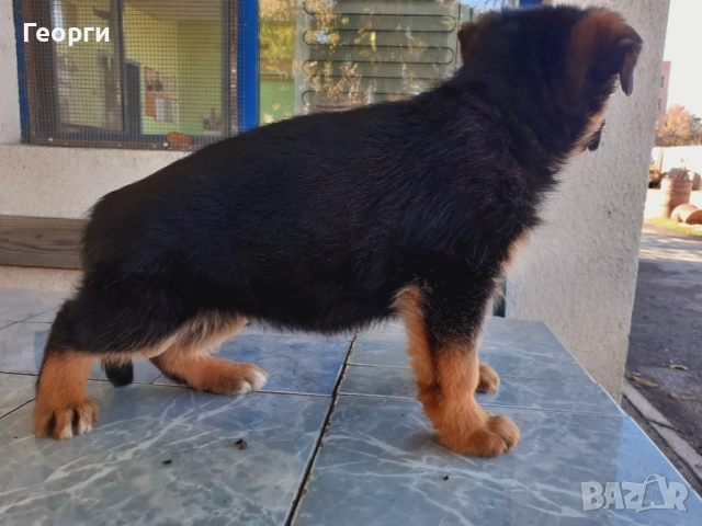 Немски овчарки, снимка 3 - Немска овчарка - 52227880