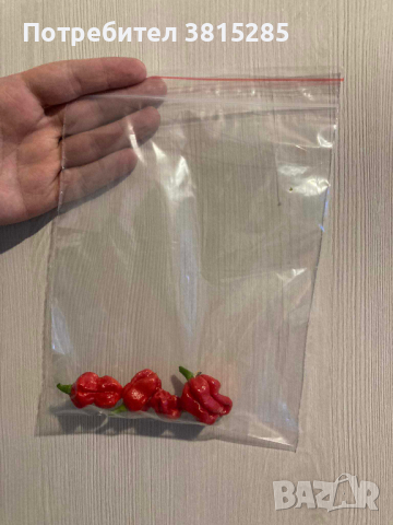Люти чушки - Carolina Reaper - Каролина Рийпър - Най - лютите в света, снимка 2 - Домашни продукти - 44682824