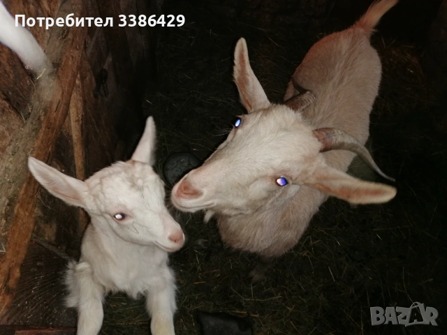 Продават се мъжки кастрирани и пръч