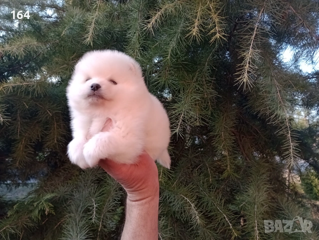 Бели и кремави  Шпицлета. , снимка 3 - Шпиц - 53902538