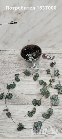 Церопегия Woodi variegata 