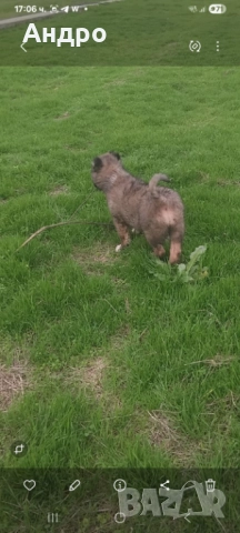 кавказка овчарка мъжко на два месеца, снимка 2 - Кавказка овчарка - 52771755