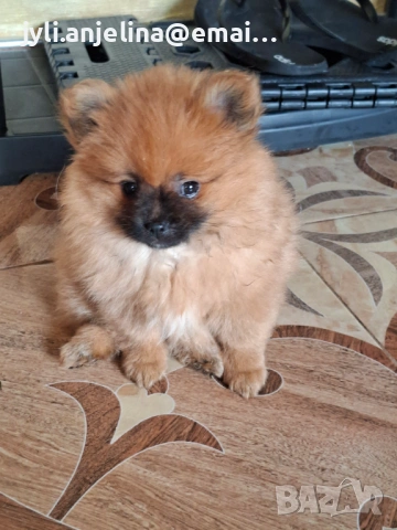 Померански шпиц