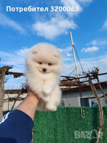Померан мъжко , снимка 10 - Померан - 53950897