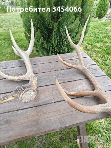 Еленови рога. 
