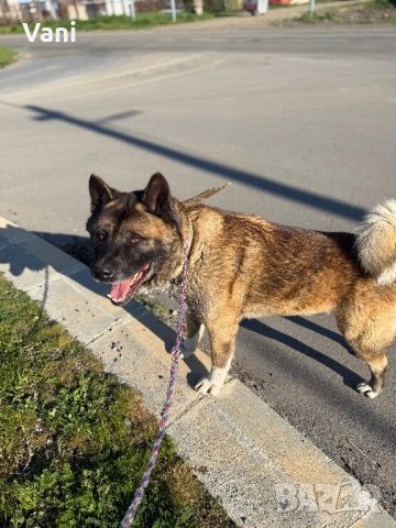 Американска акита кученце, снимка 11 - Акита - 53021892