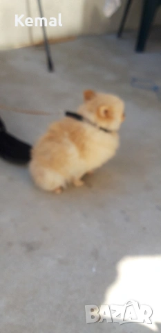 продавам померани на 1 годишна женско