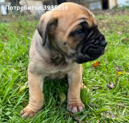 Кане Корсо фоун бебе, снимка 3 - Кане корсо - 52534927