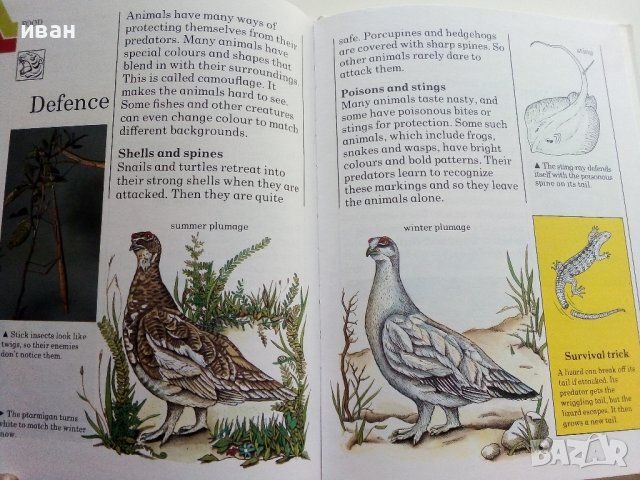 Детска енциклопедия "Animals -my first reference library" - 1994г., снимка 6 - Детски книжки - 42524605