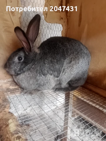 Зайци, снимка 1