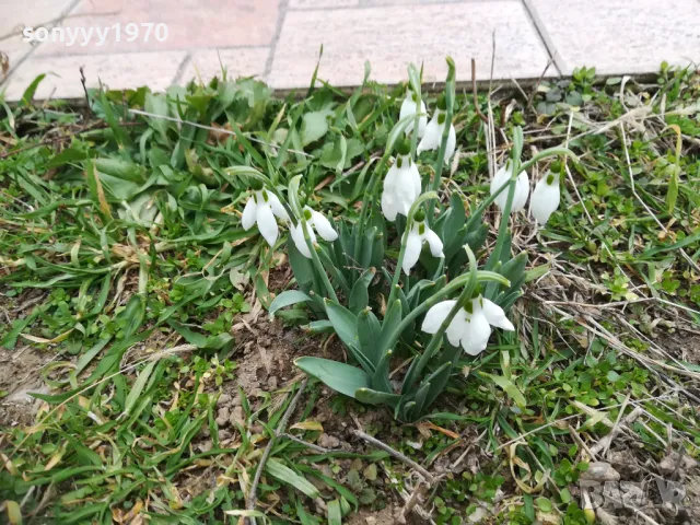 КОКИЧЕТА С ЛУКОВИЦИ ЗА ПРЕСАЖДАНЕ 0902251653, снимка 7 - Градински цветя и растения - 49040949