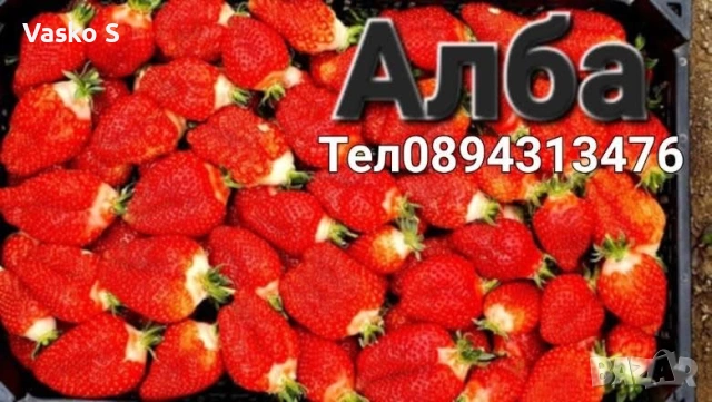 Ягоди, снимка 5 - Сортови семена и луковици - 53893119