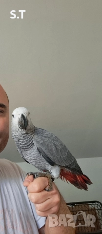 Папагал кралско жако, снимка 9 - Папагали - 52735318