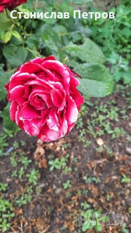 Разсад градинска роза , снимка 9 - Разсади - 37478861