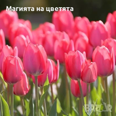 Разпродажба Лалета луковици 10 цвята, снимка 5 - Градински цветя и растения - 52306166