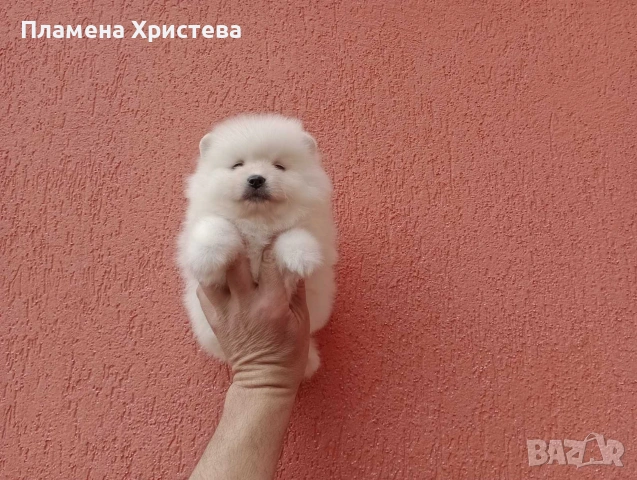 Померани.Реални снимки от 29.03.26 , снимка 3 - Померан - 54019940