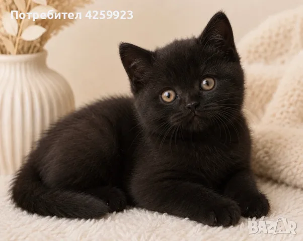     Чистокръвно британско котенце с шампионски произход 🖤