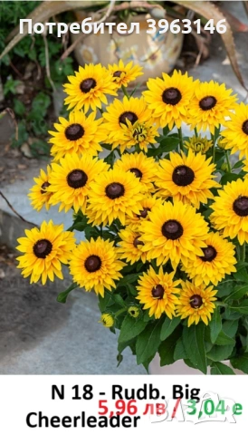 ГРАДИНСКИ Многогодишни Цветя..., снимка 15 - Градински цветя и растения - 51078747