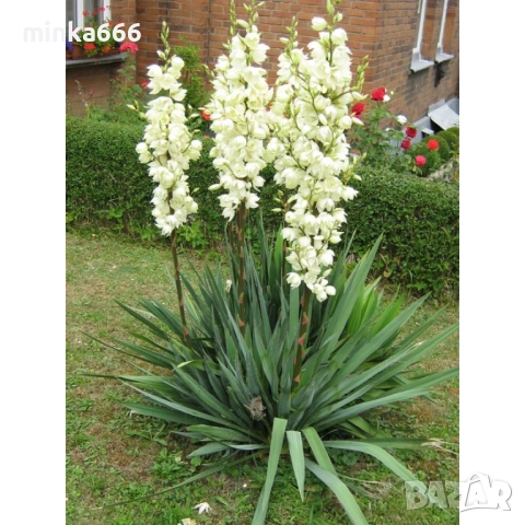 Разсад за зимоустойчева градинска юка.