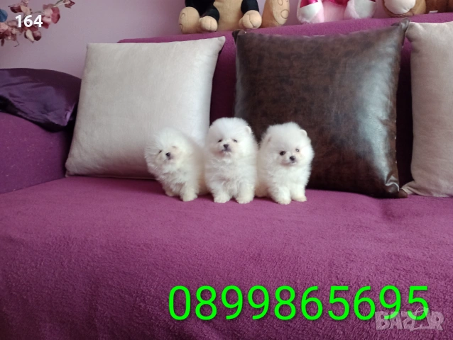 Миниатюрни !!! Чисто бели Померани. Реални снимки !!! , снимка 3 - Померан - 53878294