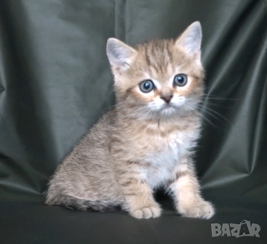 Британски късокосмести котета, снимка 11 - Британска късокосместа - 52373949