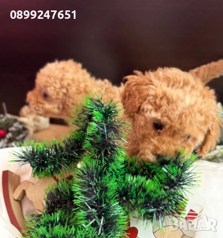 Пудел той , снимка 6 - Пудели - 52853111